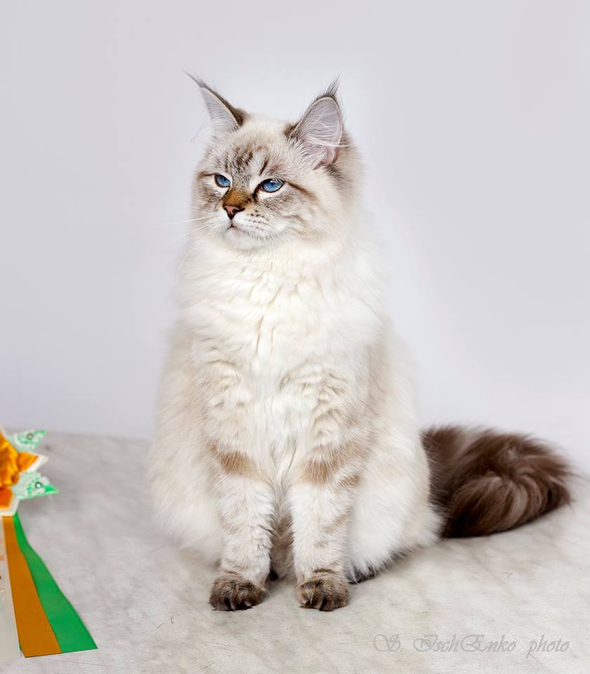 Дашутка Волшебное Вдохновение. Larimur/Ларимур