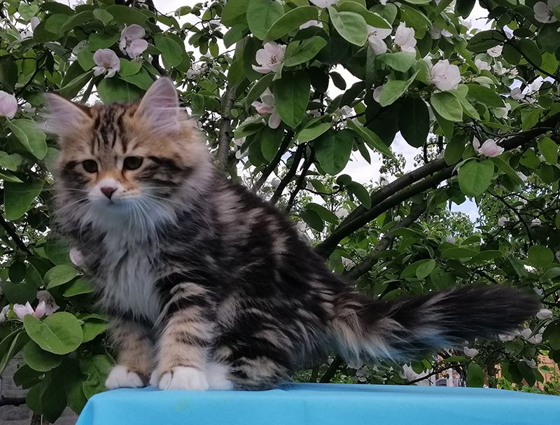 Darimur Larimur. Larimur/Ларимур питомник невских маскарадных кошек