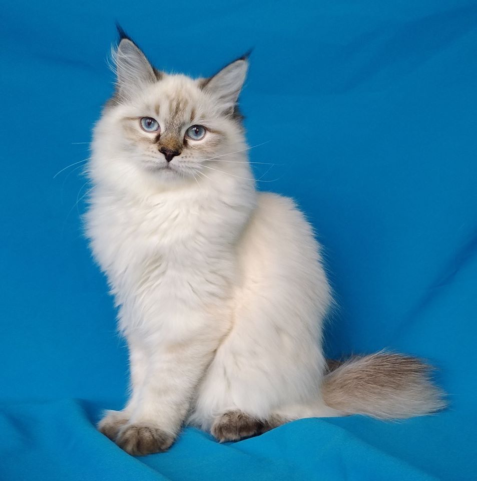 Grunya Larimur. Larimur/Ларимур питомник невских маскарадных кошек