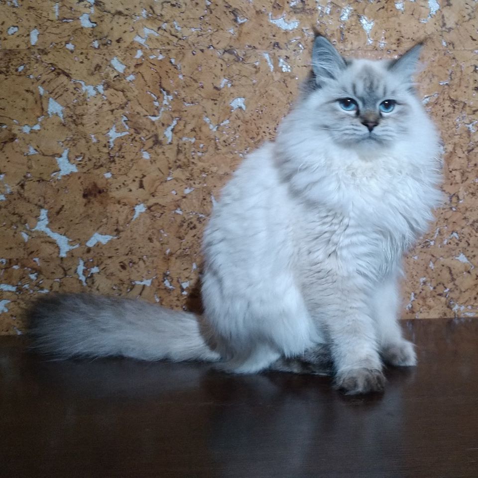Grunya Larimur. Larimur/Ларимур питомник невских маскарадных кошек