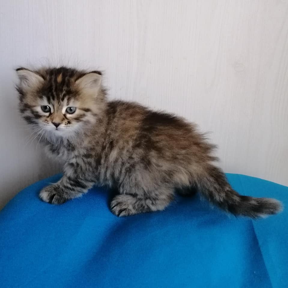 Juravushka Larimur. Larimur/Ларимур питомник невских маскарадных кошек