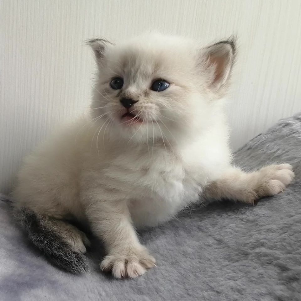 Karat  Larimur. Larimur/Ларимур питомник невских маскарадных кошек