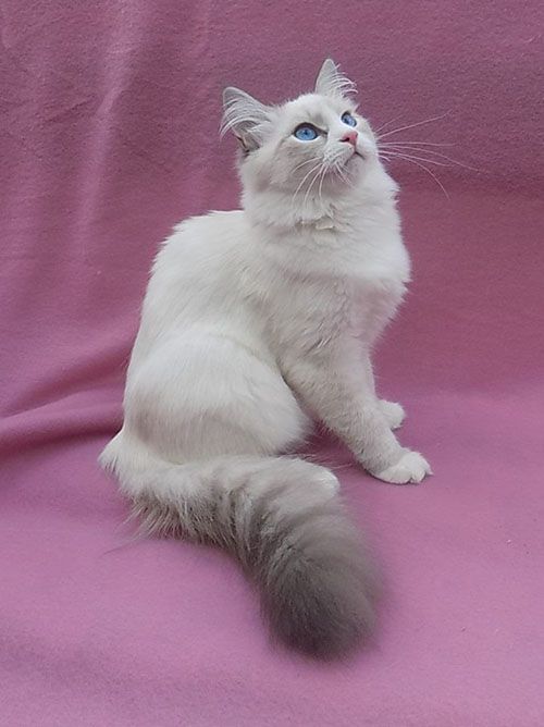 Cornelia Larimur. Larimur/Ларимур питомник невских маскарадных кошек